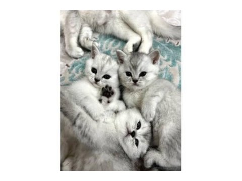 Ns11 silver shaded kardeş kediler uygun fiyatına