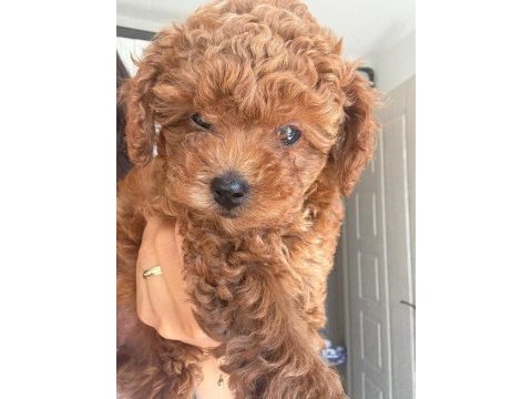 Red brown poodle yavrumuz