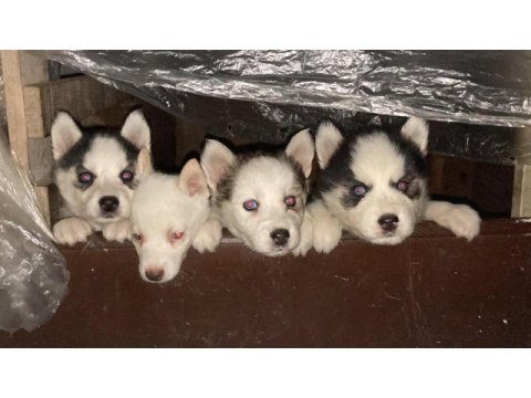 Muhteşem sibirya kurdu (husky) yavrularımız