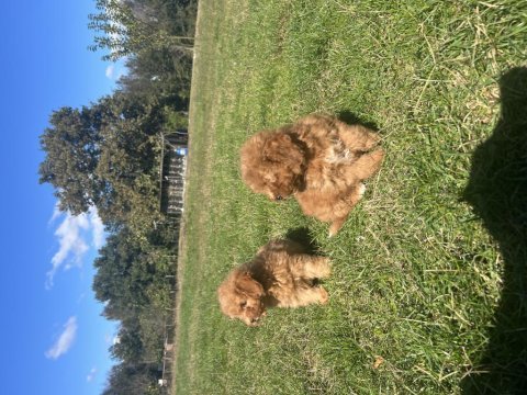 Orjinal minyatür toy poodle yavrular