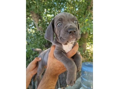 Maviş cane corso