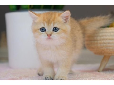 Top kafa british shorthair black golden ny11