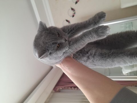 2 yaşında kızanda british shorthair