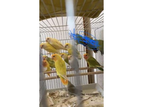 Bebek sevda papağanlar ele alıştırmalık