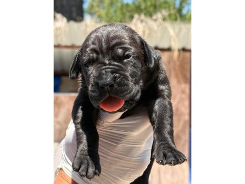 Cane corso köpekler