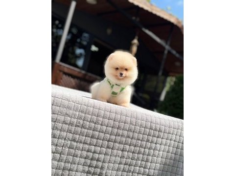 Sağlık ve ırk garantili pomeranian