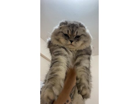 Scottish fold cinsi kedime eş arıyorum