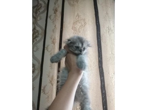 Kediler çok çok uyguna gidiyorlar