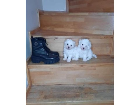Terrier yavrumuz yeni ailesini arıyor