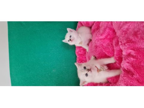 British shorthair blue point yavrularımız hazır