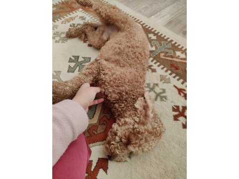 1.5 yaşında erkek toy poodle