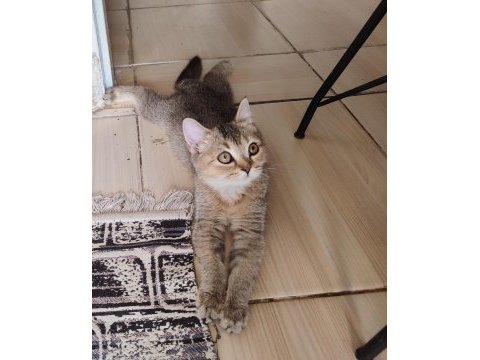 British shorthair kedisi