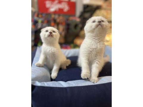 Muhteşem güzellikte top kafa scottish fold yavrular