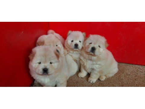 Sağlık ırk garantili ve kaliteli chow chow yavrular