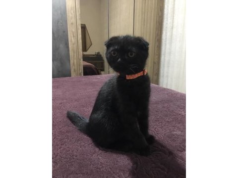 Yavru scottish fold