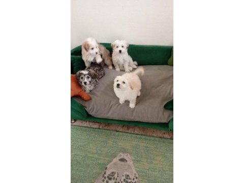 Yavru terrier maltese