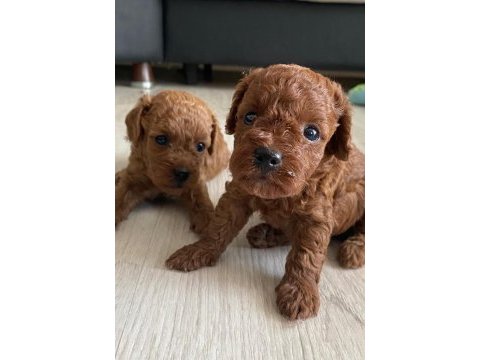 Kore erkek toy poodle bebekler
