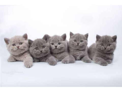 British shorthair yavrular istanbul avcılar