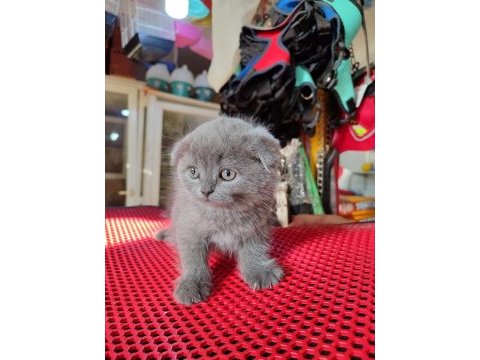 A kalite dişi erkek top kafa scottish fold yavrularımız