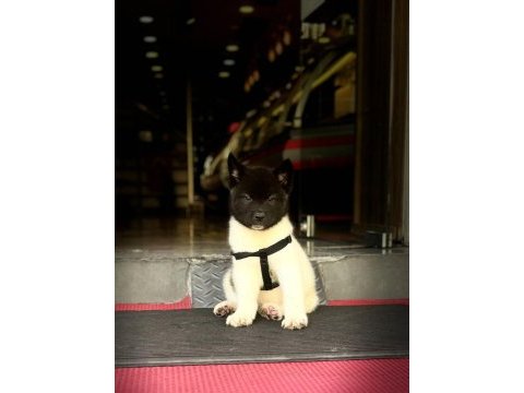 Akita yavrular