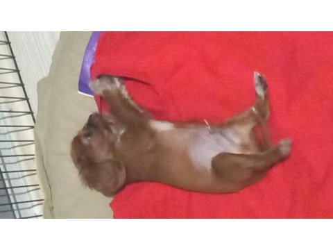 Acil sahiplendirme cavalier king charles