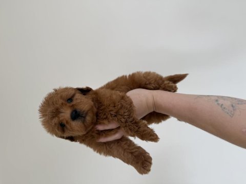 En koyusundan maltıpoo 