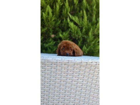Antalya kaliteli poodle (her ile gönderim yapılır)