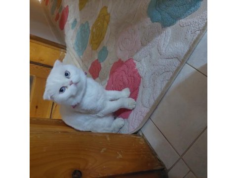 Scottish fold 4 yaşında