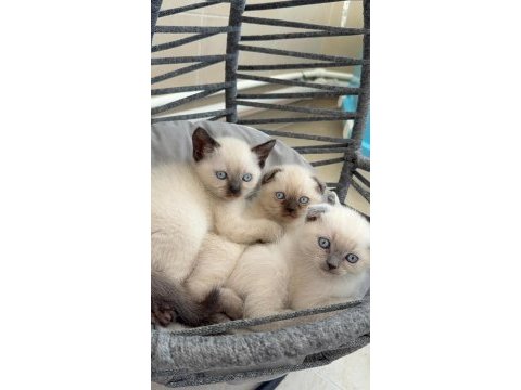 British shorthair ve scottish fold yavrularımız