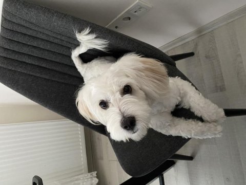 Malta terrier yavrumuza sıcak yuva arıyoruz