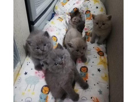 British shorthair yavruları