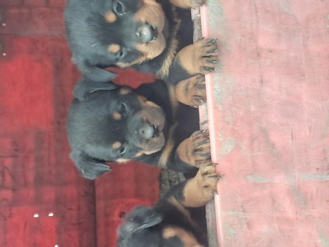 Irk garantili rottweiler yavrular