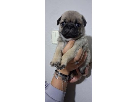 Pug mops bebekler