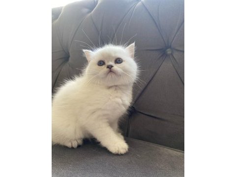 British shorthair kalite asla tesadüf değildir