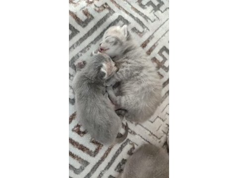 A şecereli çok güzel yavrular sütten yeni kesildiler