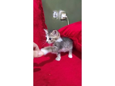 Tatlı bir yavru kedi