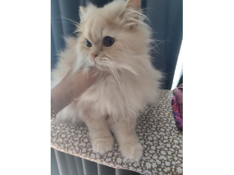 İran chinchillası ücretsiz sahiplendirilecektir
