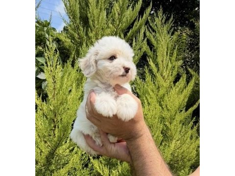 Tr nin en iyi maltipoo yavruları