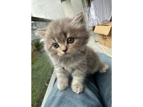 Safkan british longhair bebekler