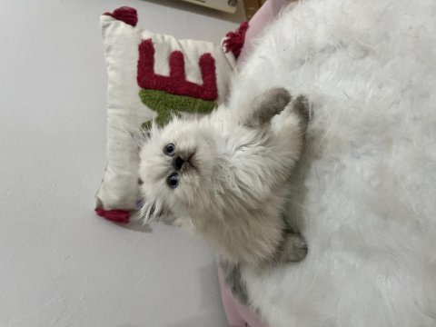 Ev ortamından sağlıklı ve oyuncu british shorthair yavrular