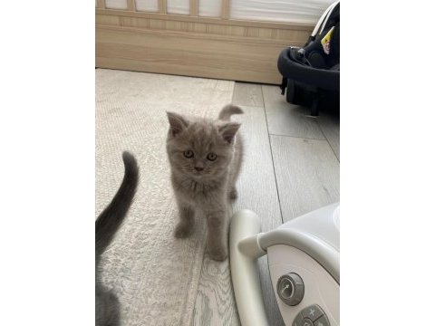 Bebek yüz british shorthair yavrular