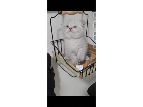 Scottish fold kedisi