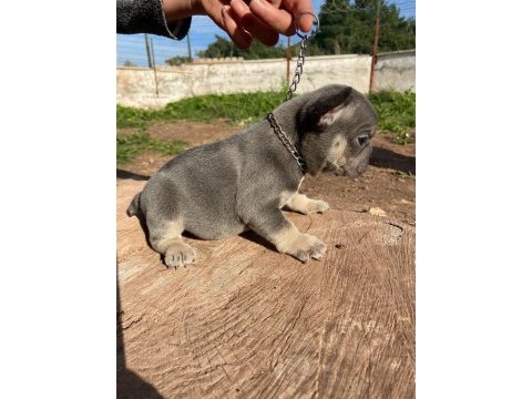 Egzotic blue kaliteli french bulldog bebekler