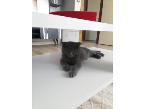Yavru kedi