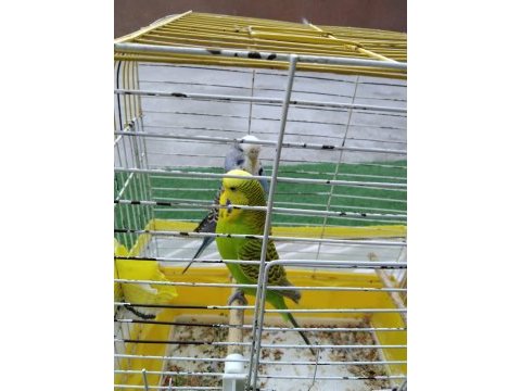 Jumbo muhabbet çift