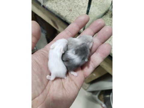 Gonzalez özel renk hamster