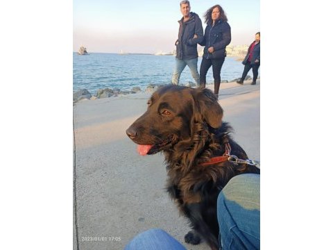 Acil yuva paşa ömürlük golden retriever sahibini arıyor