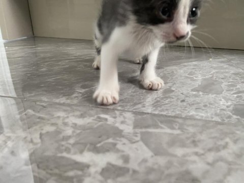 1,5 aylık yavru kedimiz acil yuva