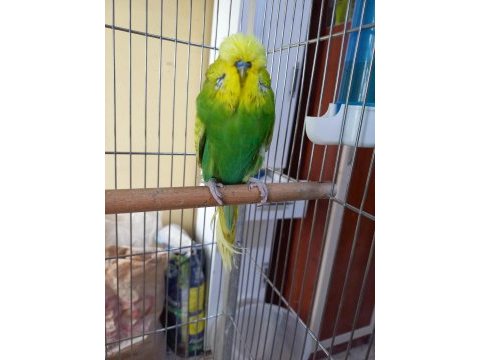 Show jumbo muhabbet kuşu