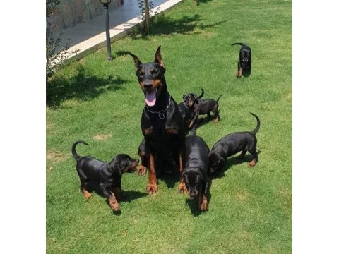 Doberman yavrular